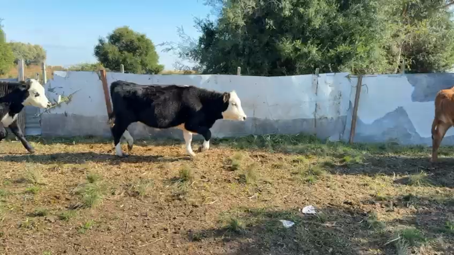 Lote TERNERAS