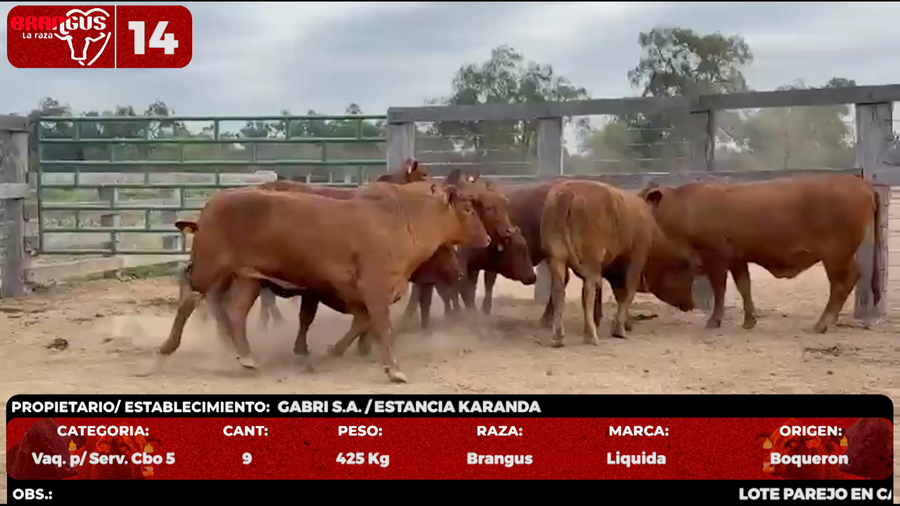 Lote LOTE 14 - POR PANTALLA