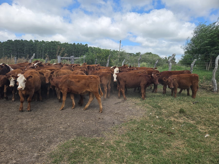 Lote 70 Terneros/as en Corrientes, Curuzu Cuatia