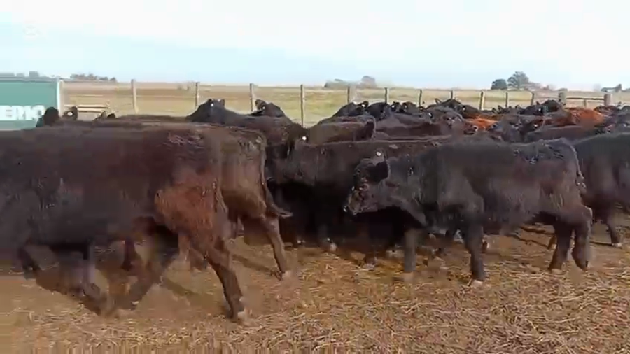 Lote 60 Terneros en Daireaux