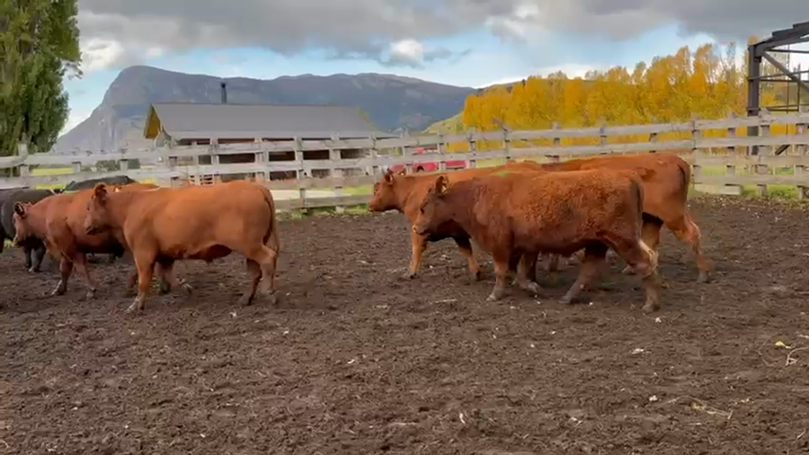 Lote 40 Novillo Engorda en Coyhaique, XI Región Aysén