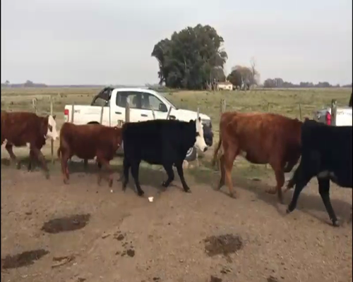 Lote 20 Vaquillonas C/ gtia de preñez en Mercedes, Buenos Aires