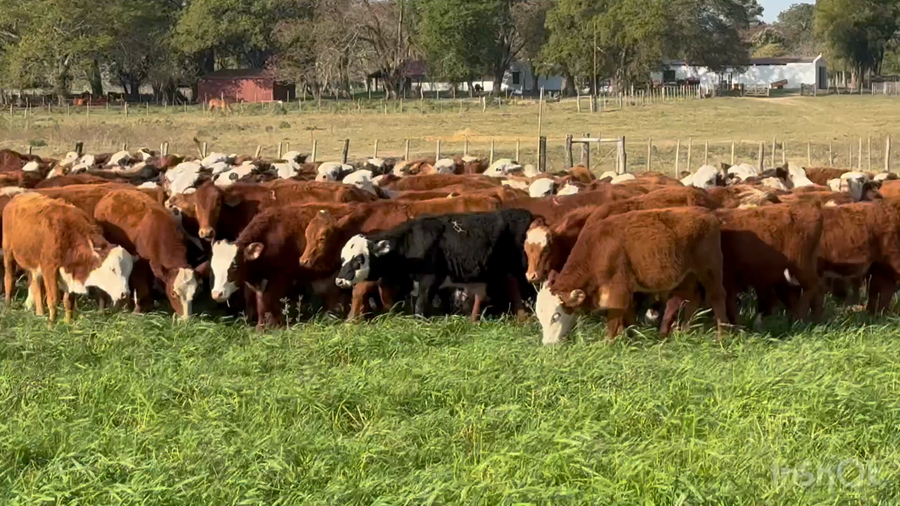 Lote 240 Terneros en Corrientes, Bella Vista