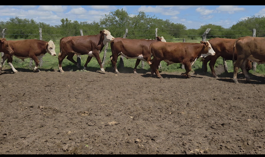 Lote 62 Novillos en Corrientes, Curuzú-Cuatiá
