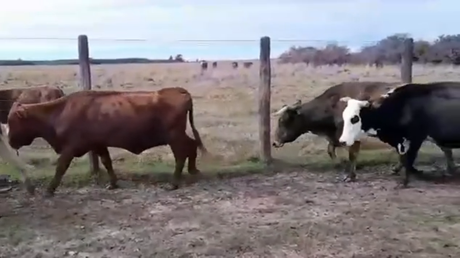 Lote 37 Vacas de invernar