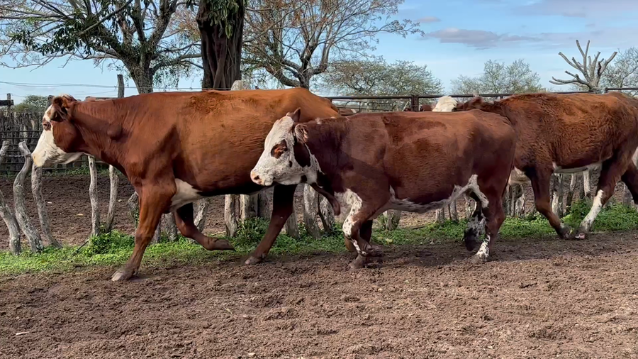 Lote 16 Vacas p/ invernar en Corrientes, Curuzu Cuatia