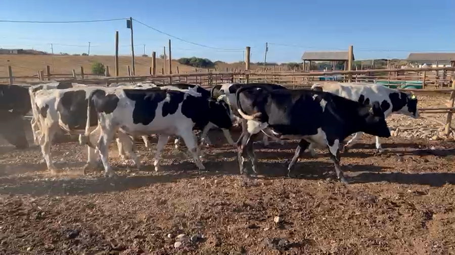 Lote 50 Novillo Engorda en Navidad, VI Región O-Higgins