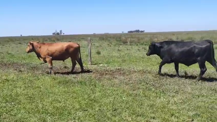 Lote 107 Novillos en Corrientes, Estación Torrent