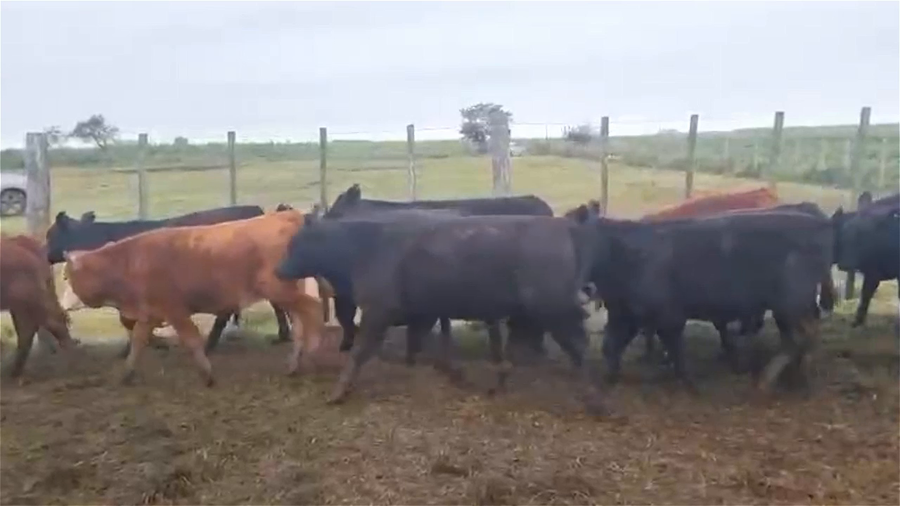 Lote 100 Terneros/as