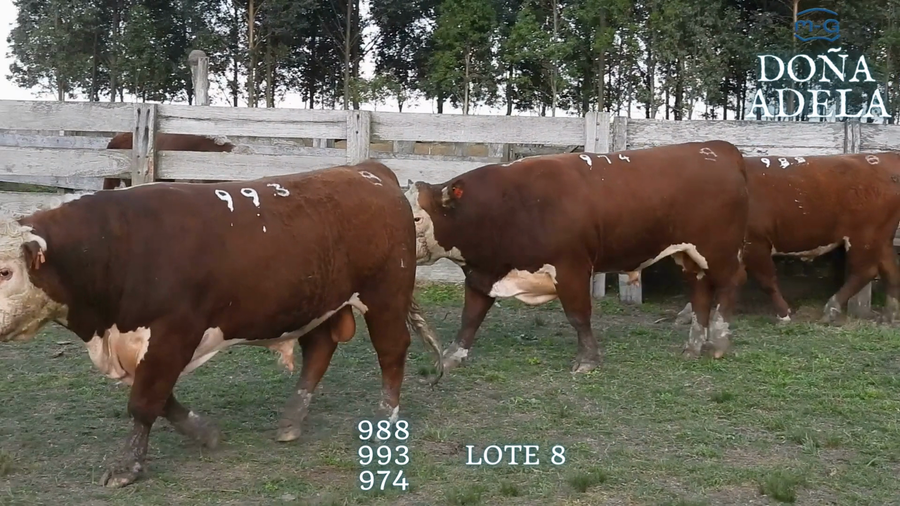 Lote TOROS POLLED HEREFORD