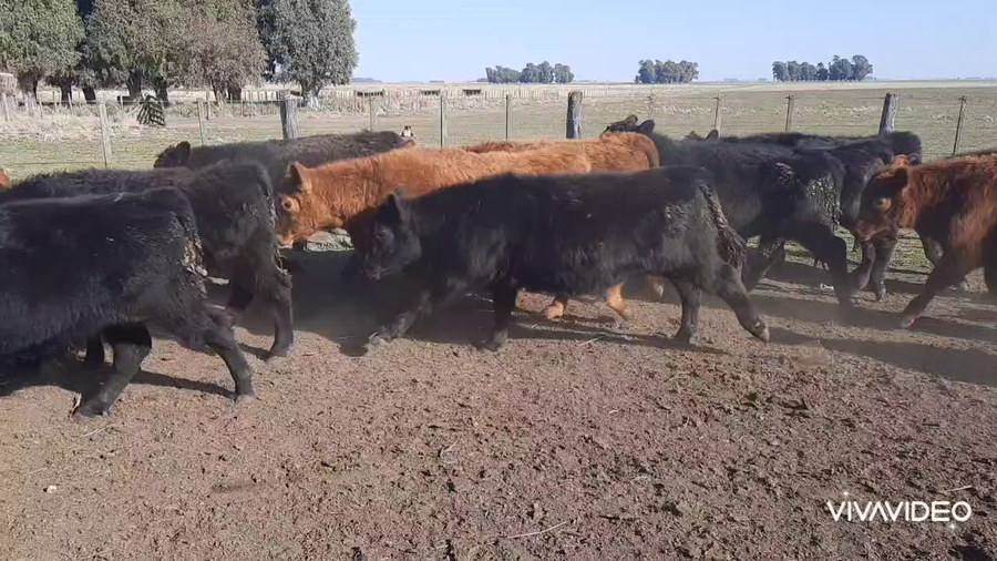 Lote 65 Terneros en Benito Juárez, Buenos Aires