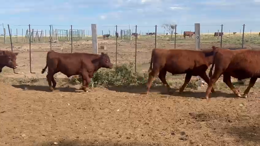 Lote 70 Terneros en La Pampa, Guatraché