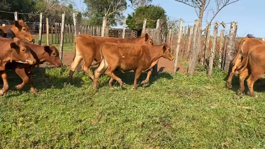 Lote 34 Vaquillonas en Virasoro, Corrientes