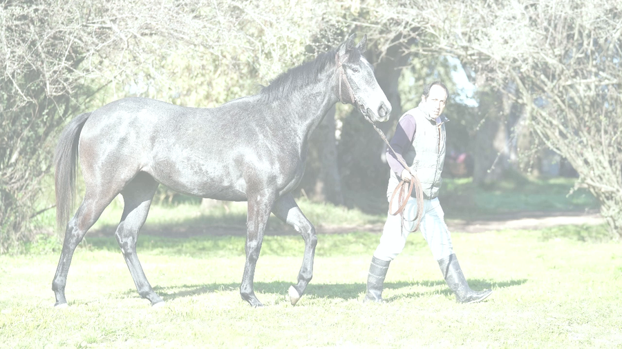 Lote MARENAS (A DIFFERENT STYLE - CHILA)