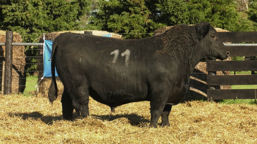 Lote TOROS ANGUS PURO CONTROLADO