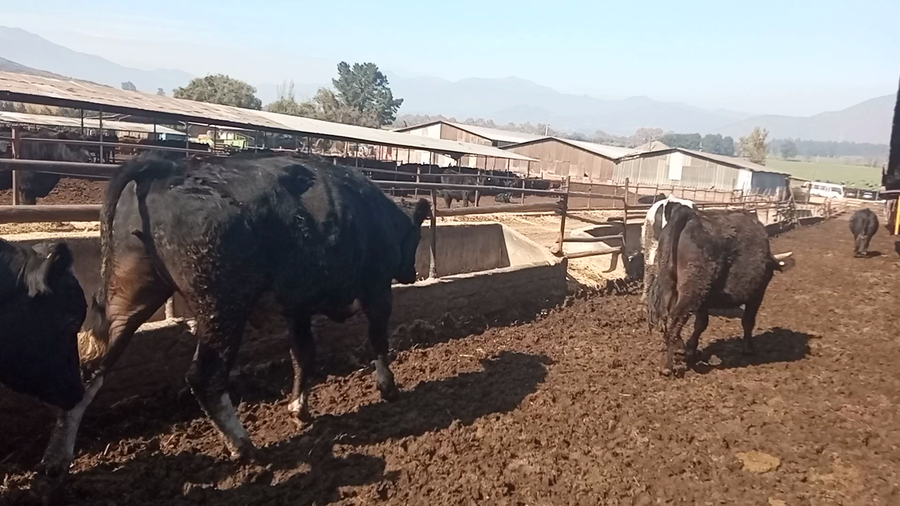 Lote 45 Novillo Gordo en Melipilla, Región Metropolitana