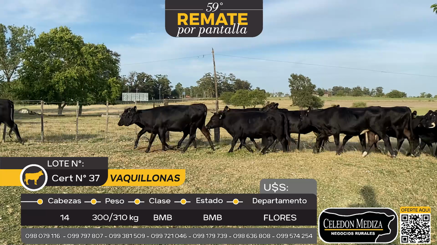Lote 14 Vaquillonas  en Otra Localidad, Flores