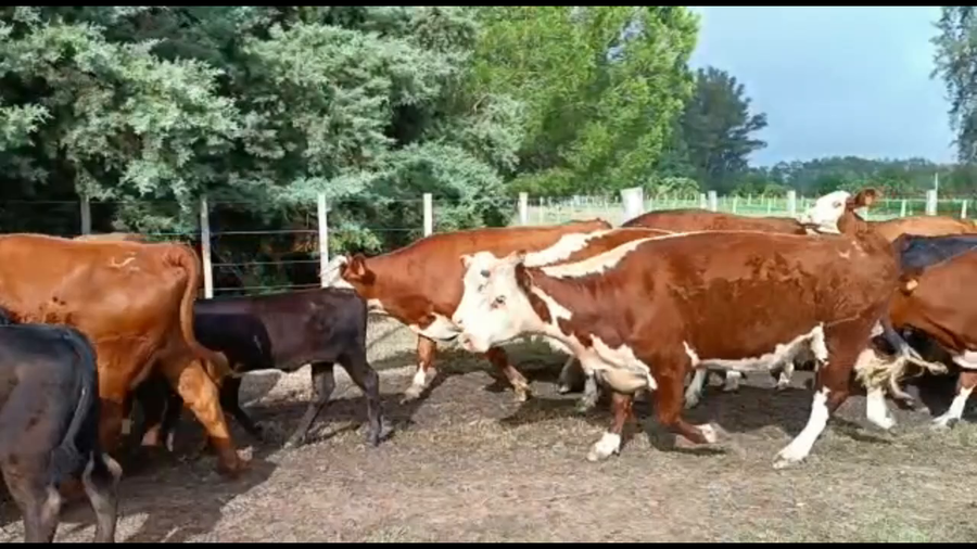 Lote 58 Piezas de cría en Río Negro