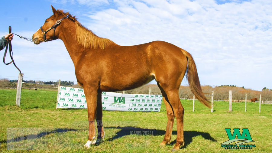 Lote CHE SEGURA (Arg)