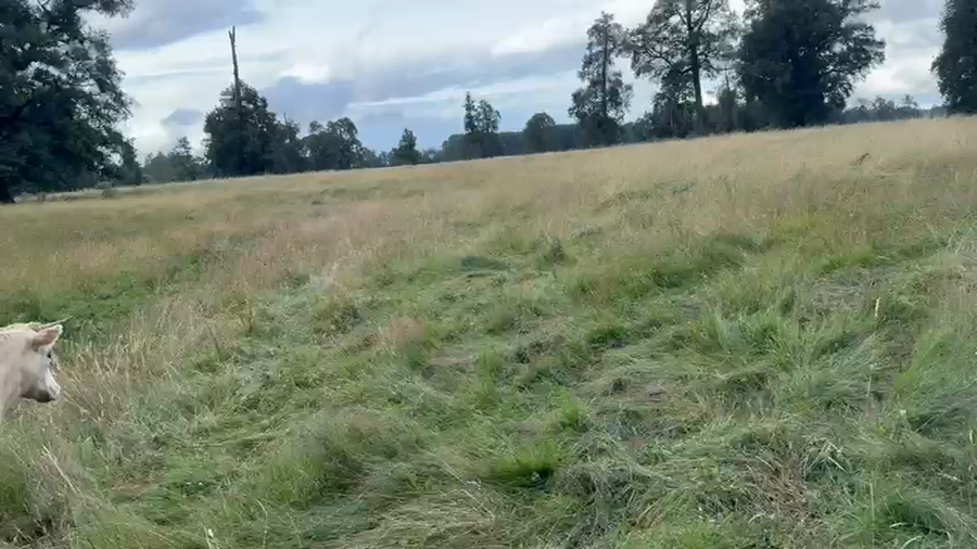 Lote 50 Novillo Engorda en Osorno, X Región Los Lagos