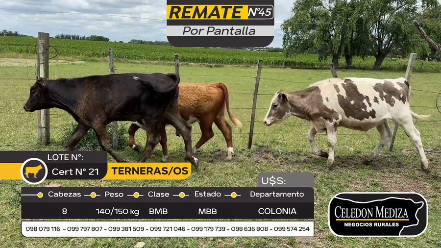 Lote 8 Terneros y Terneras en Tarariras, Colonia