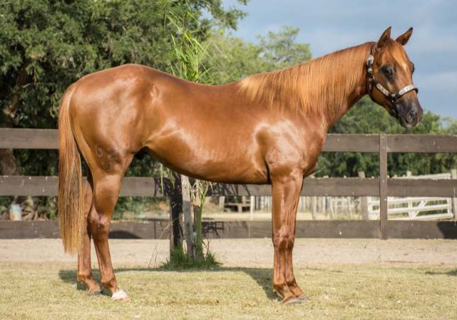 Lote L.A SCORPION KING