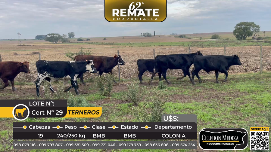Lote 19 Terneros en Colonia