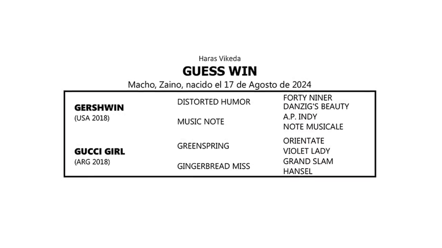 Lote GUESS WIN