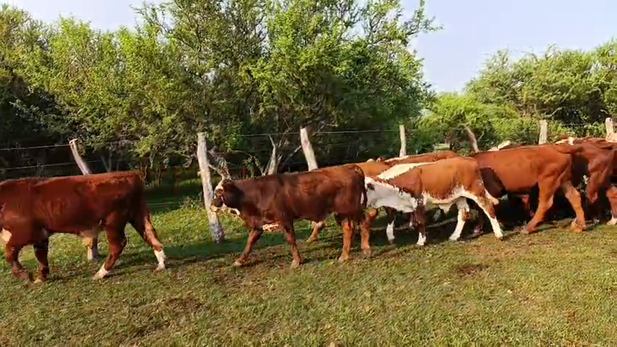 Lote 70 Terneros en Corrientes, Sauce