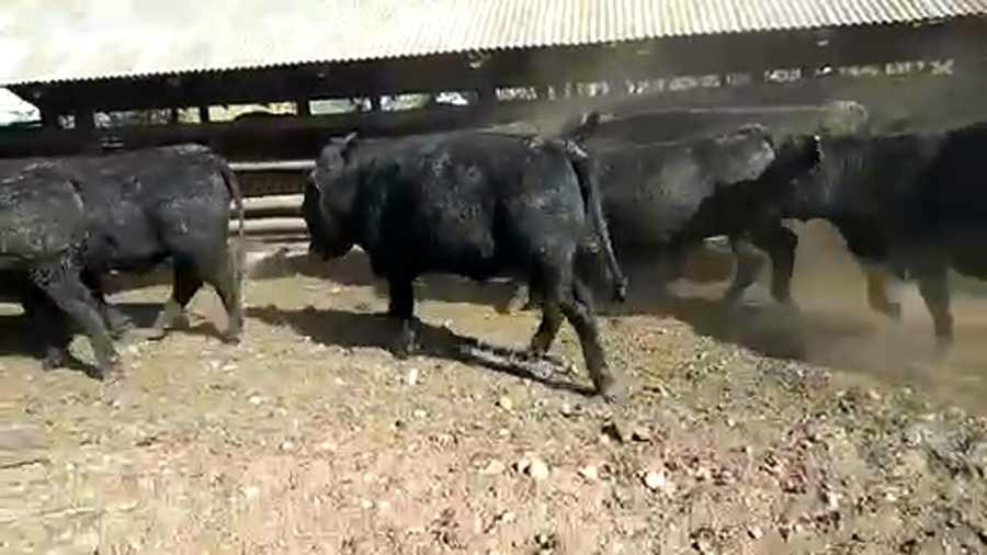 Lote 40 Novillo Gordo en Chillán, XVI Región Ñuble