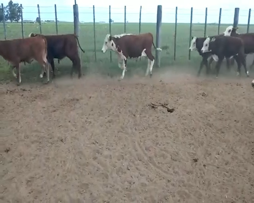 Lote 35 Terneros en Alejo Ledesma, Córdoba