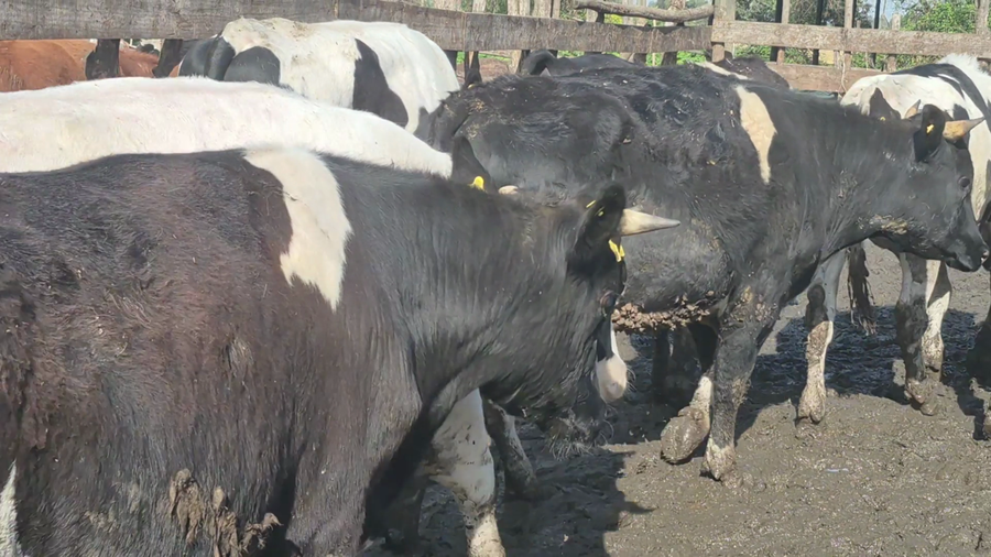 Lote 45 Novillo Gordo