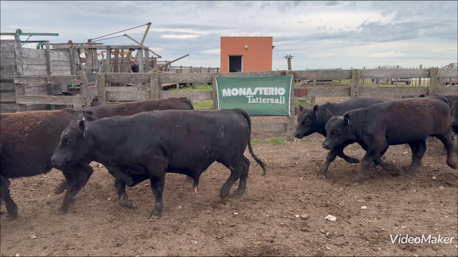 Lote 78 Novillitos en Buenos Aires, Adolfo Gonzales Chaves