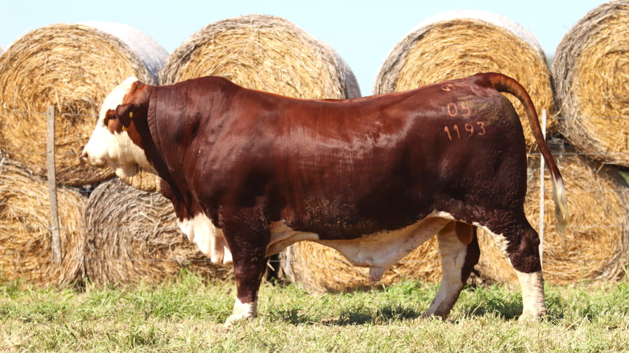 Lote LOTE 27