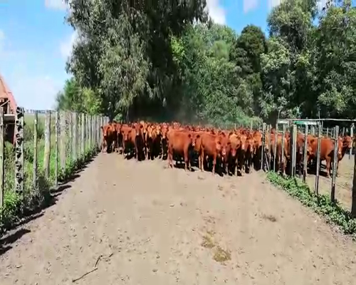 Lote 55 Terneros en Casalins, Buenos Aires