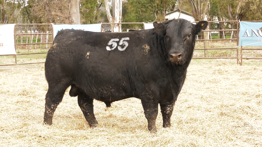 Lote TOROS ANGUS NEGROS  PC