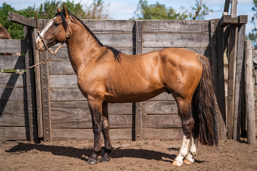 Lote MENTADO GENDARME