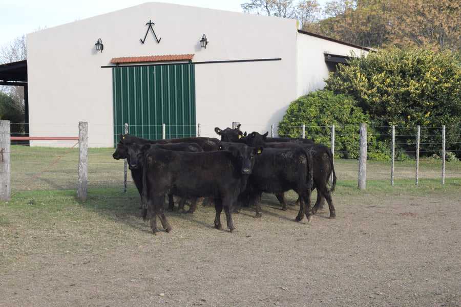 Lote CABAÑA “COEMBOTÁ” de Calderón Vientres Generales Negras Preñadas