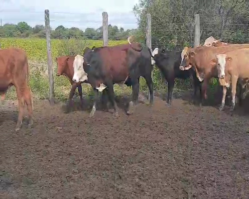 Lote 72 Novillitos en Quimilí, Santiago del Estero