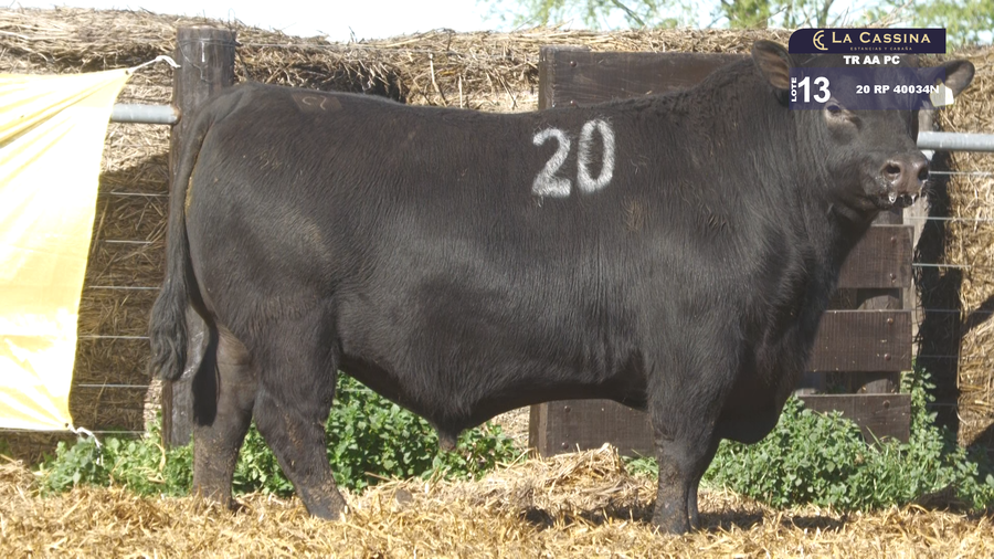Lote TOROS ANGUS PURO CONTROLADO