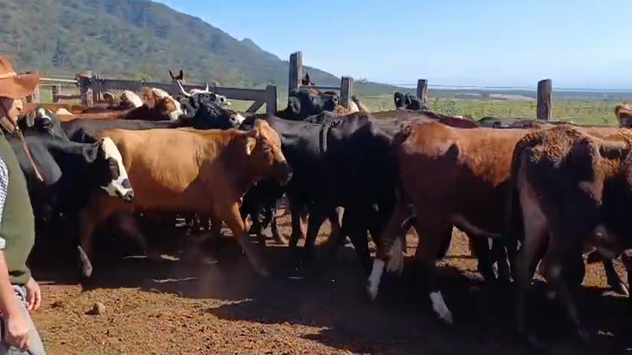 Lote 40 Vacas p/ invernar