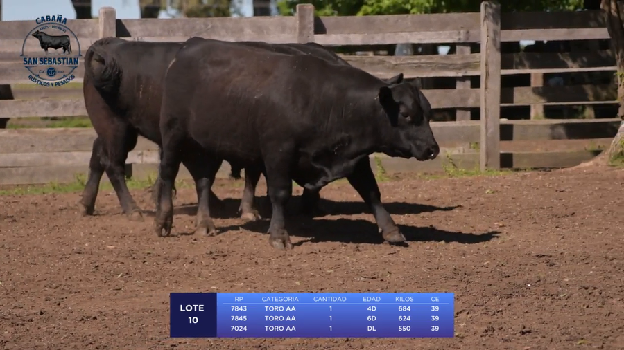 Lote Lote 10 - San Sebastian