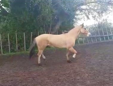 Lote Cabaña "El Espartillo" - RP 93 - Garua El Espartillo