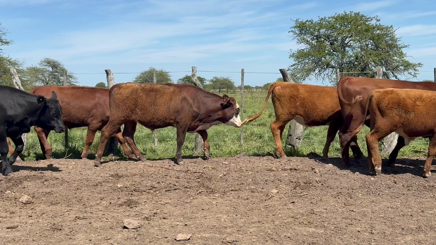 Lote 63 Terneros en Corrientes, Mercedes