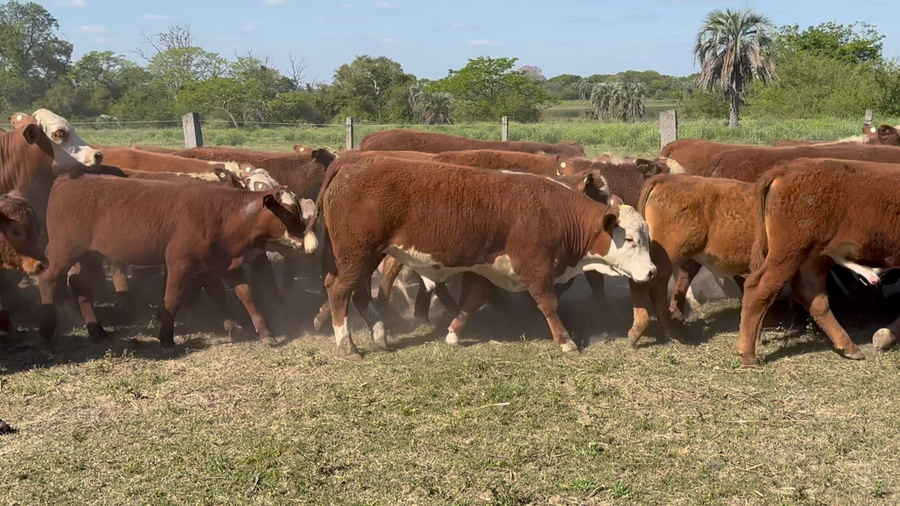 Lote 65 Terneros