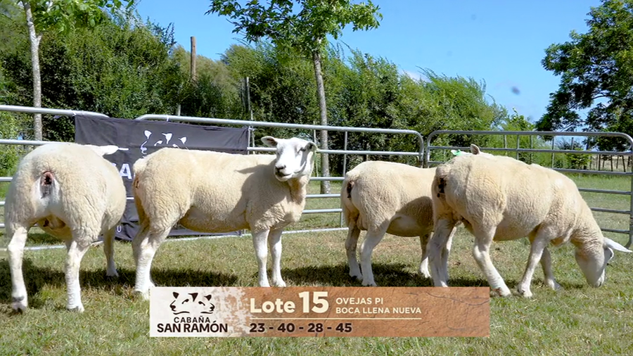 Lote Lote 15