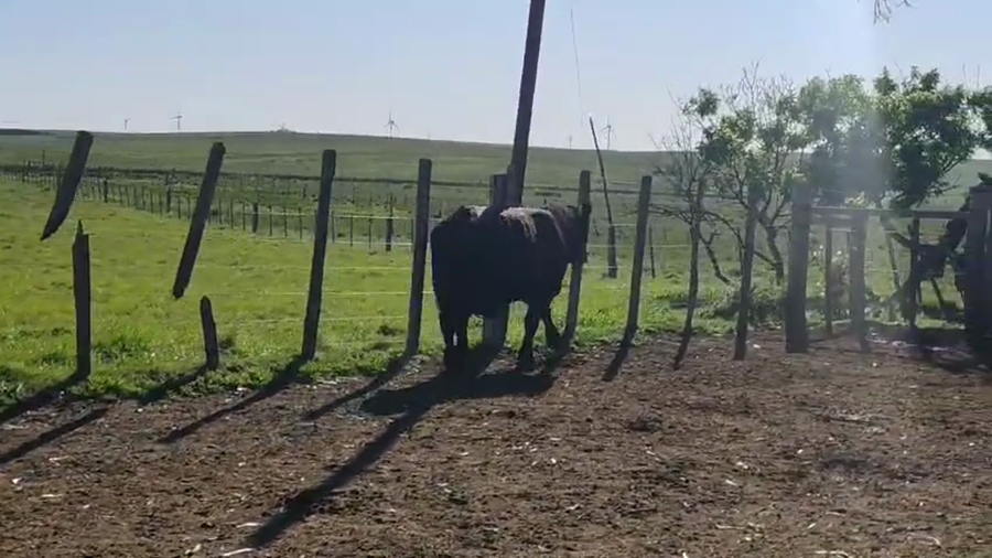 Lote Toros a remate en Pantalla Camy 600kg - , San José