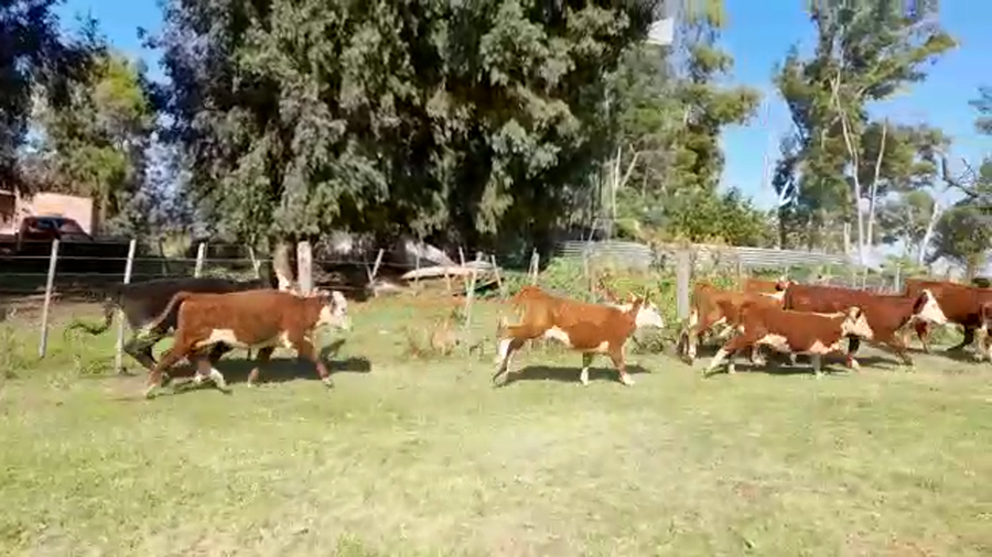 Lote 10 Terneras en Pirovano, Buenos Aires