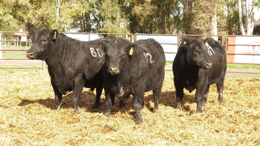 Lote TOROS ANGUS NEGROS PC