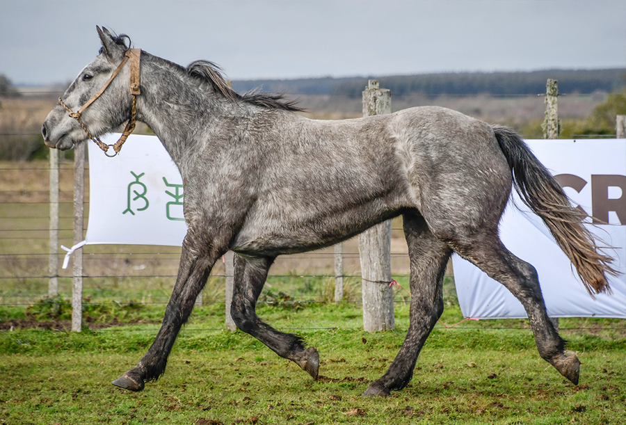 Lote GLADIADOR LA FLECHILLA